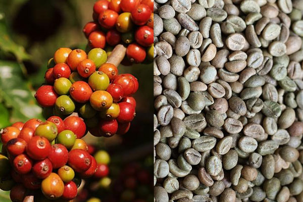 robusta.jpg