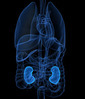 kidneys.jpg